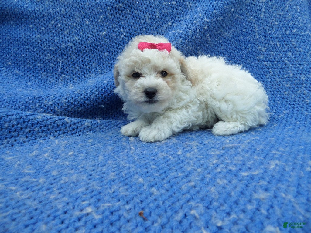 Toy Poodle dogs Gianna - Ad 11