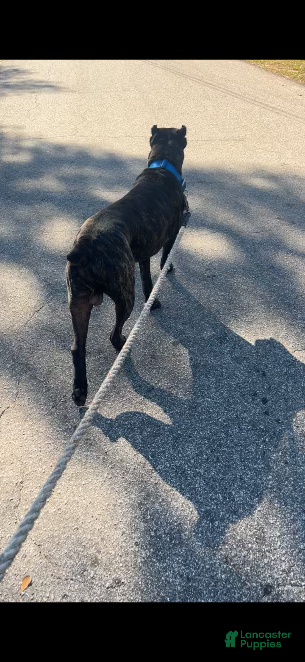 Rufus