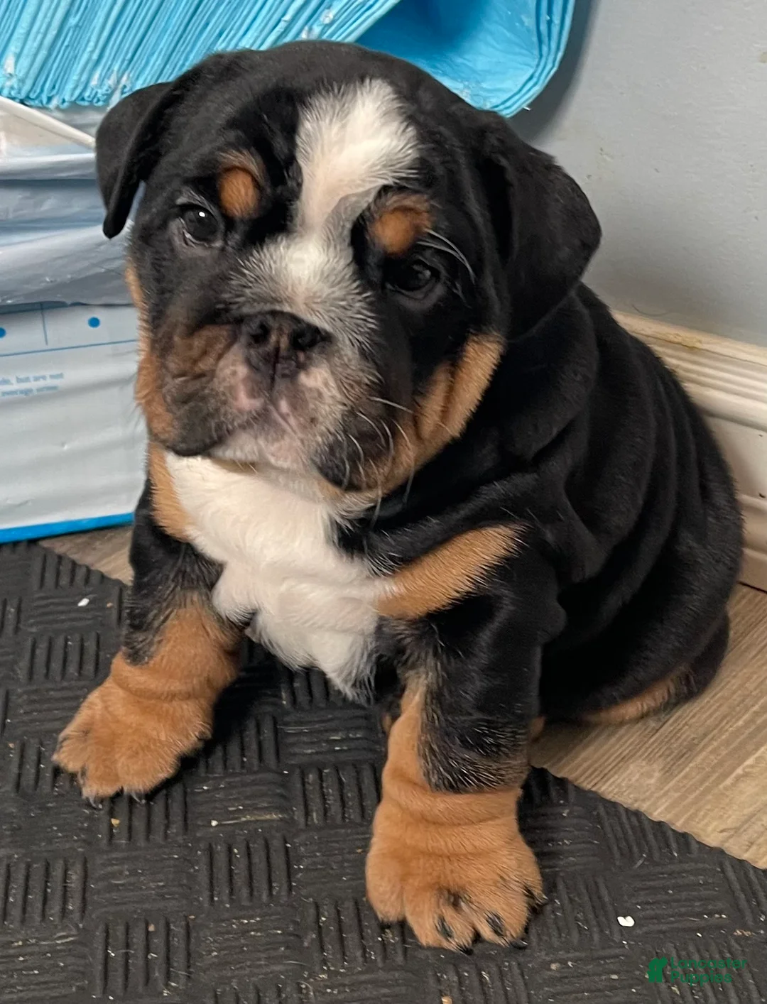 English Bulldog dogs for sale: Sophie - Ad 1