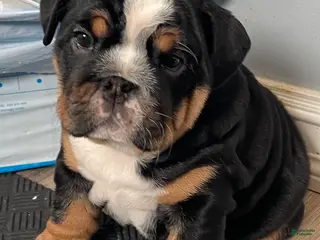 English Bulldog dogs Sophie - Ad 5