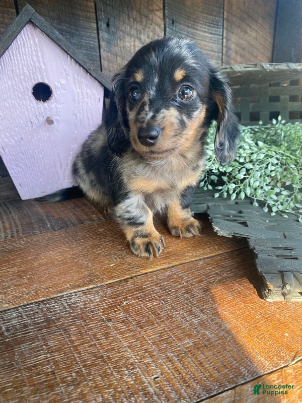 Miniature Dachshund dogs Duke - Ad 2