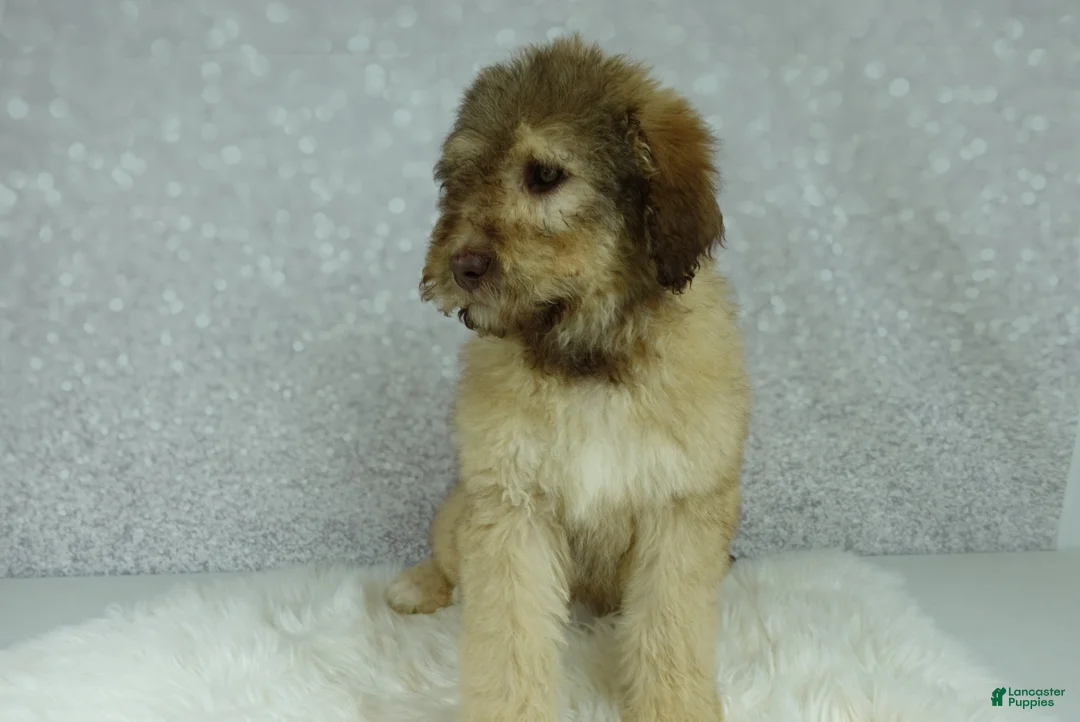 Newfypoo dogs for sale: Nero - Ad 2