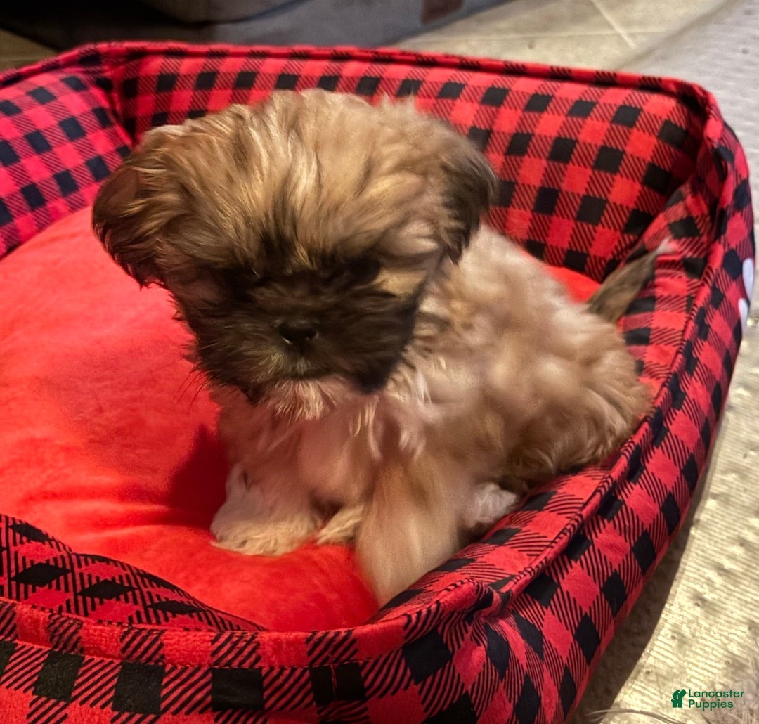 Shih Tzu dogs for sale: Winston - Ad 4
