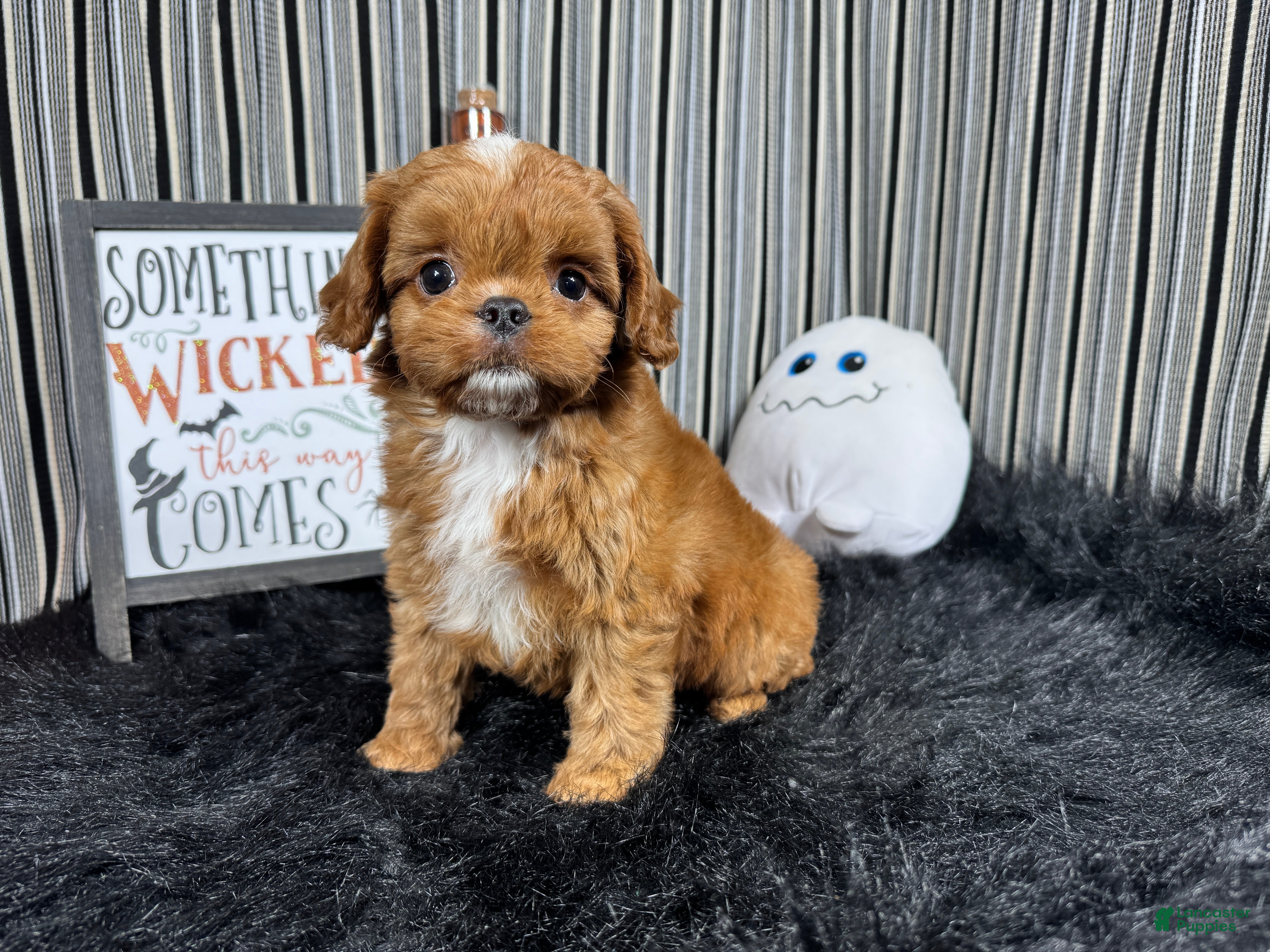 Cavapoo dogs Cavapoo 3 - Ad 38