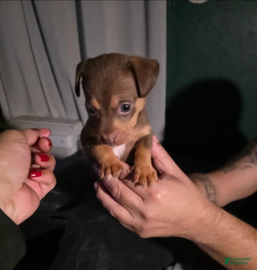 Chiweenie dogs for sale: Chiweenie Puppy 1 - Ad 3