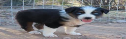 Australian Shepherd dogs for sale: Black tri female with blue eyes - Ad 3