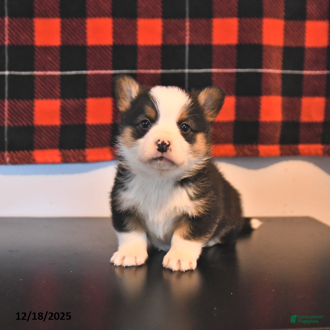 Welsh Corgi Pembroke dogs for sale: George  - Ad 3