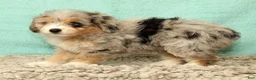 Mini Aussiedoodle dogs for sale: Megan - Ad 8
