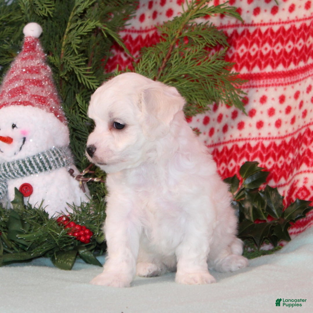 Bichpoo dogs for sale: YoYo - Ad 3