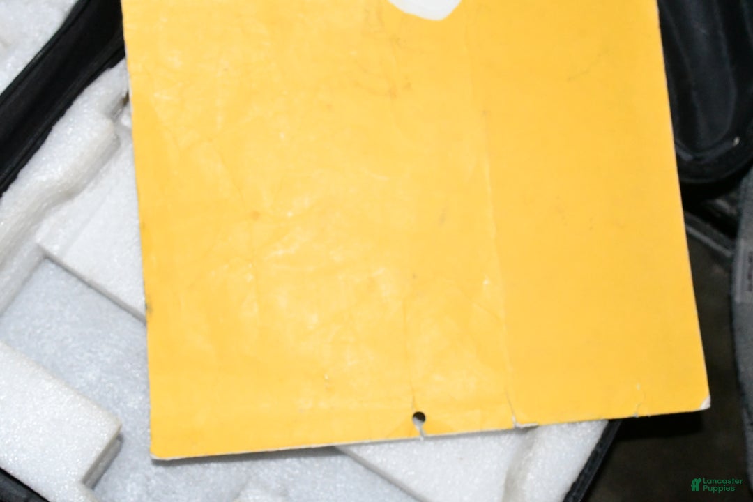 Pomeranian dogs for sale: Tula - Ad 10