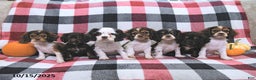 Cocker Spaniel dogs for sale: Max - Ad 8