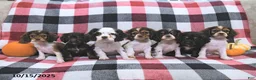 Cocker Spaniel dogs for sale: Max - Ad 13