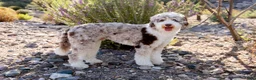 Bernedoodle dogs for sale: Bixley - Ad 8