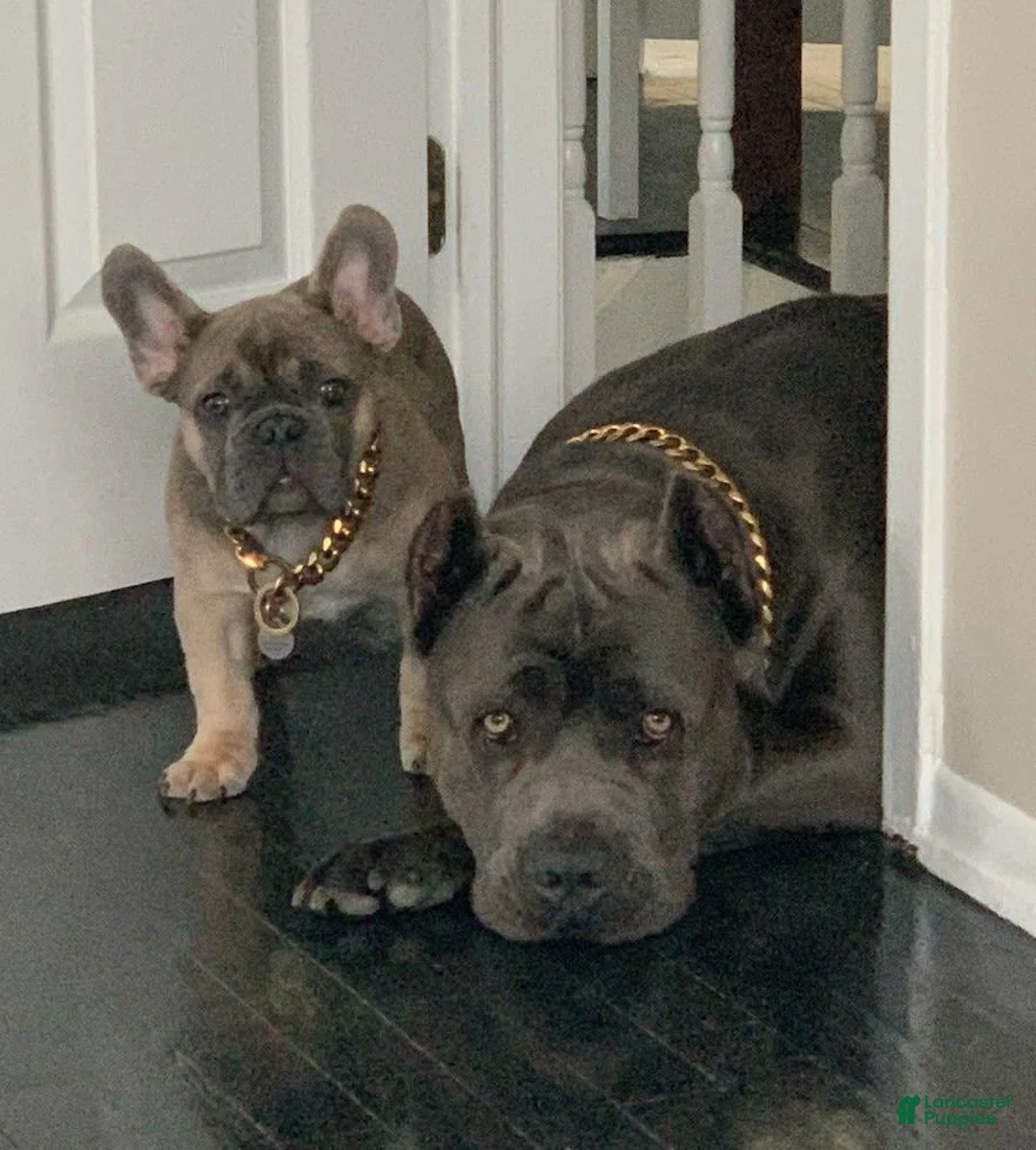 Gallery Image {{count}}