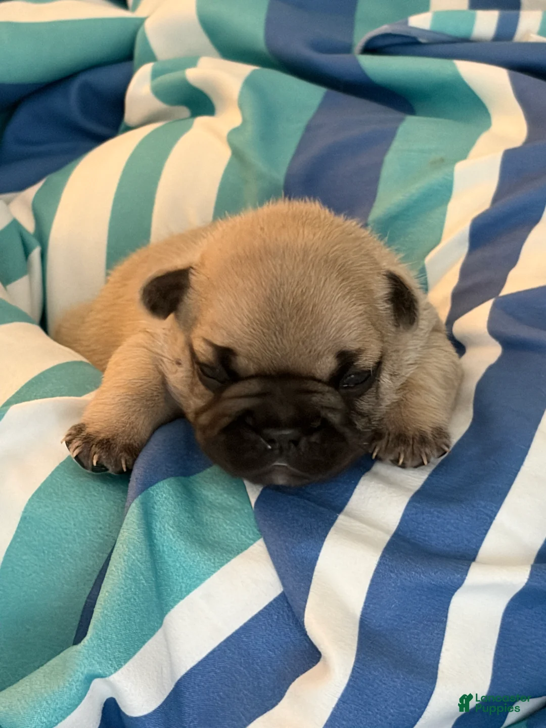 French Bulldog dogs for sale: Magnus - Ad 1