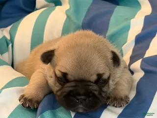 French Bulldog dogs Magnus - Ad 1