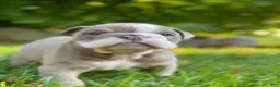 English Bulldog dogs for sale: SQUISHY PAWS - Ad 3