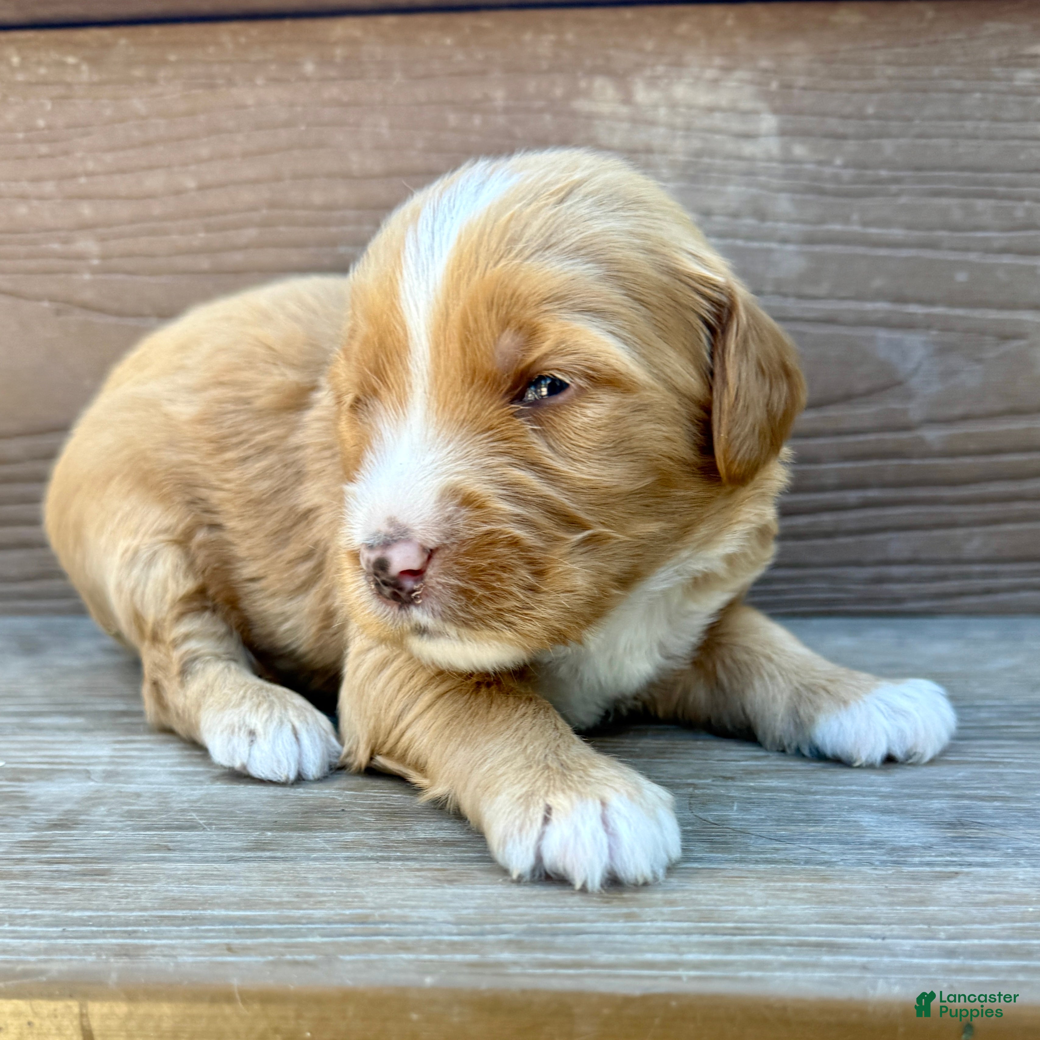 Bernedoodle dogs Pie - Ad 1