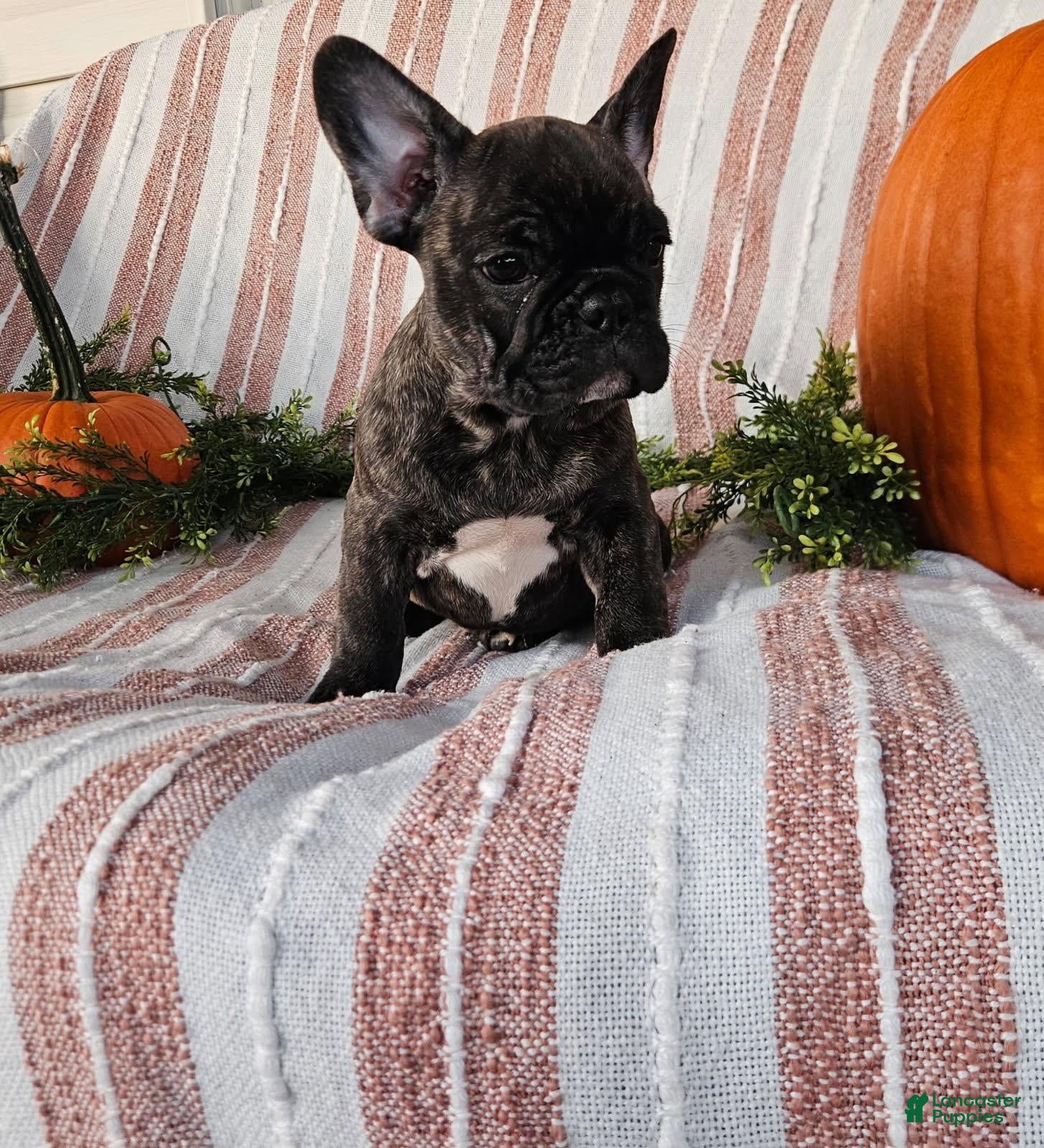 French Bulldog dogs Rosco  - Ad 1