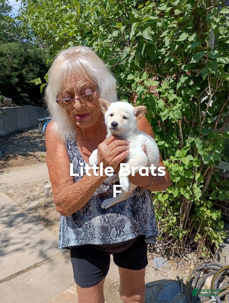 Shiba Inu dogs Little Brats F - Ad 2