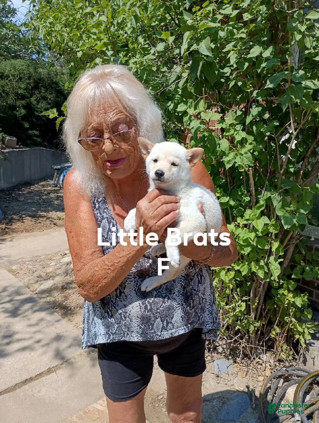 Shiba Inu dogs for sale: Little Brats F - Ad 2