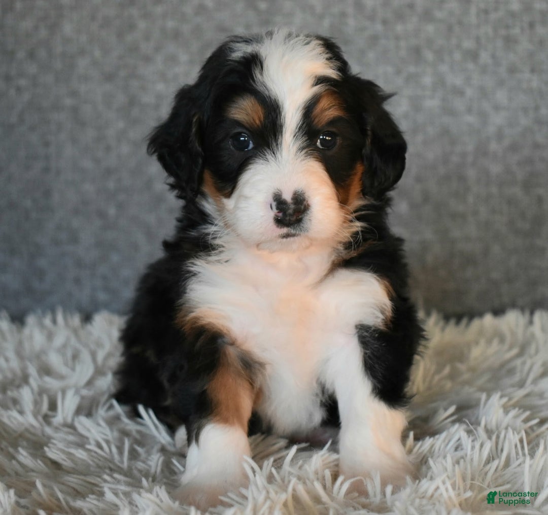 Mini Bernedoodle dogs for sale: Myles - Ad 5