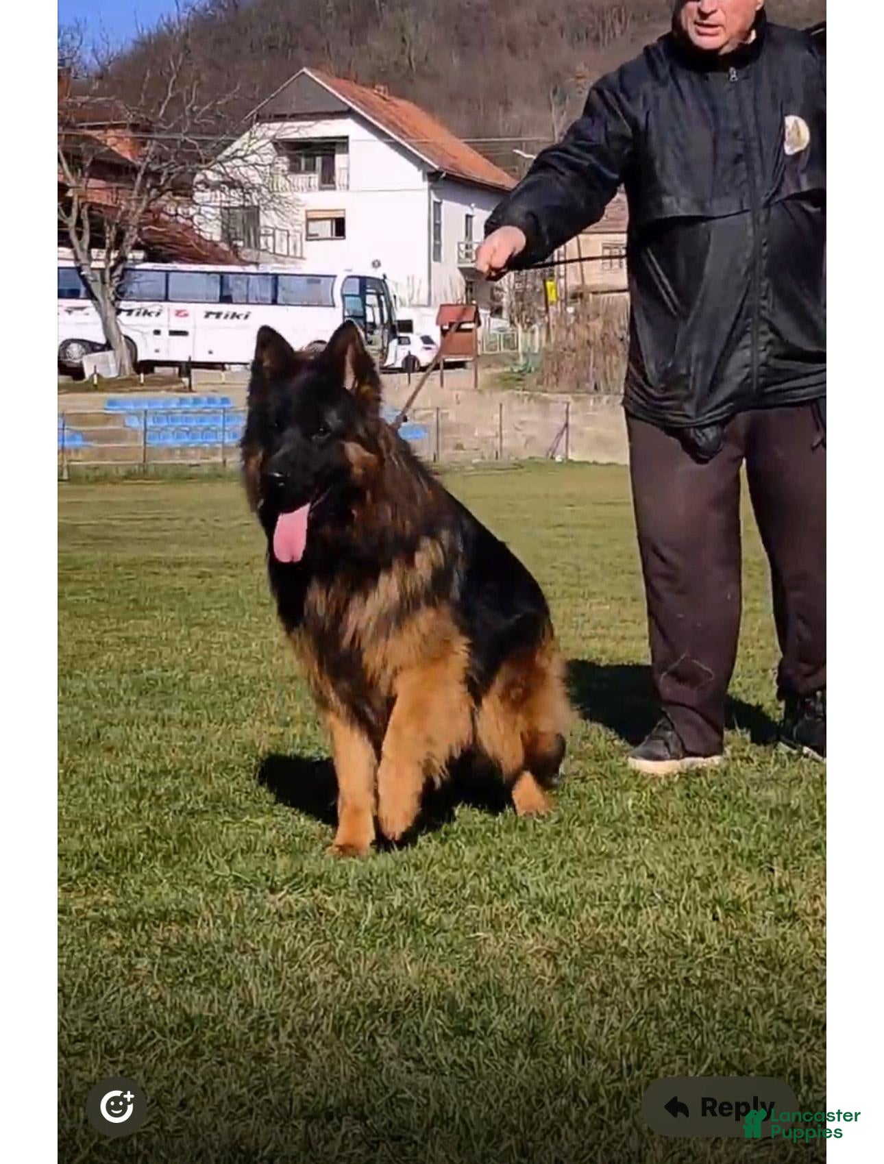 German Shepherd dogs Bear - Ad 2