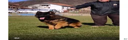 German Shepherd dogs for sale: Bear - Ad 6