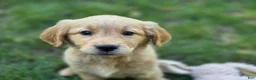 Golden Retriever dogs for sale: Meg Golden Retriever  - Ad 7