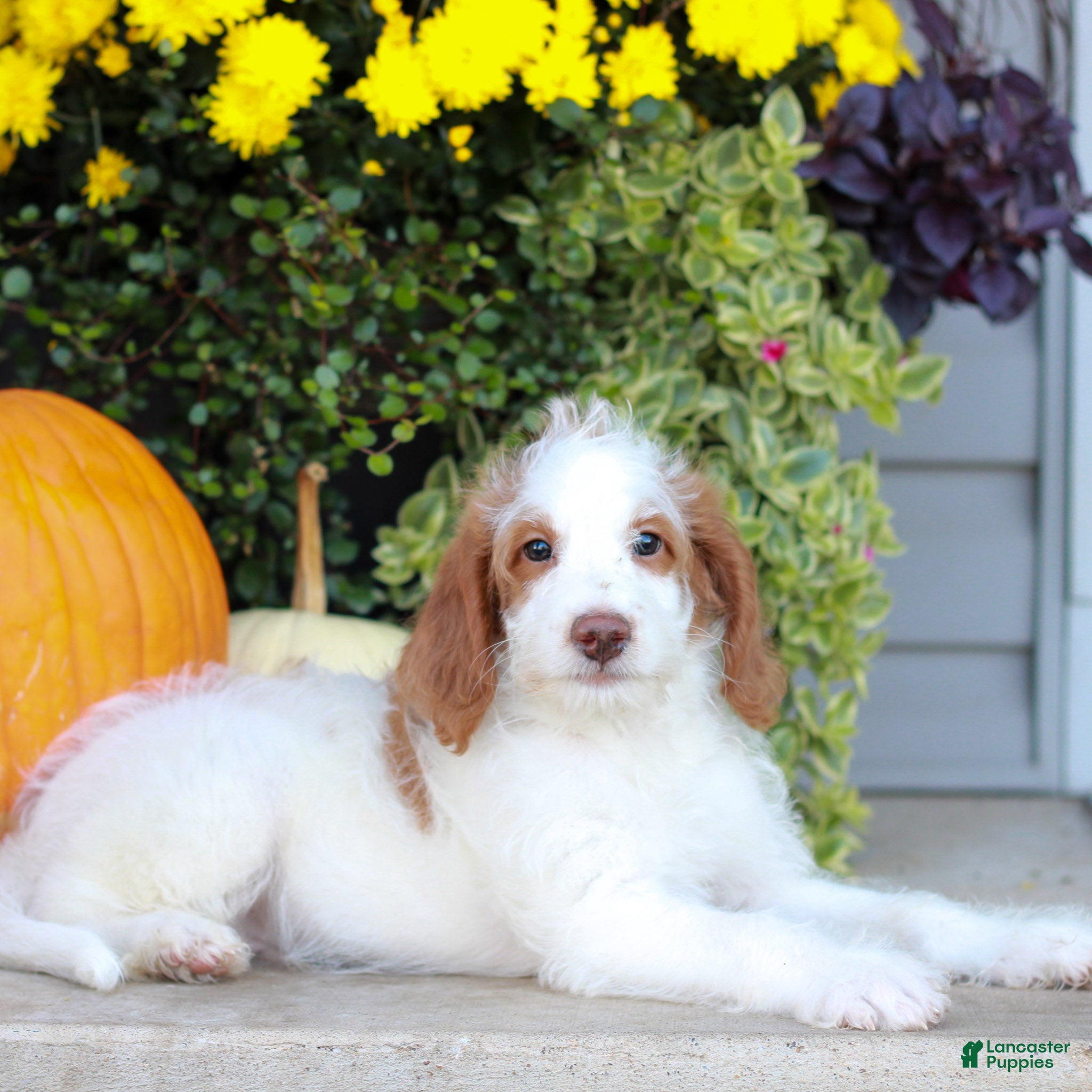 Miniature Labradoodle dogs for sale: Dallas  - Ad 2