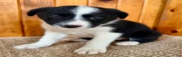 Border Collie dogs for sale: Nick  - Ad 6