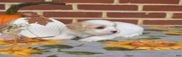 Cavachon dogs for sale: Pip - Ad 3