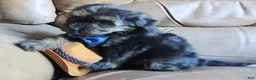 Yorkiepoo dogs for sale: Rocco  - Ad 6