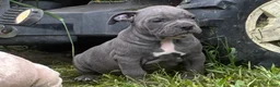 Olde English Bulldogge dogs for sale: Olde English Bulldogge 8 - Ad 6