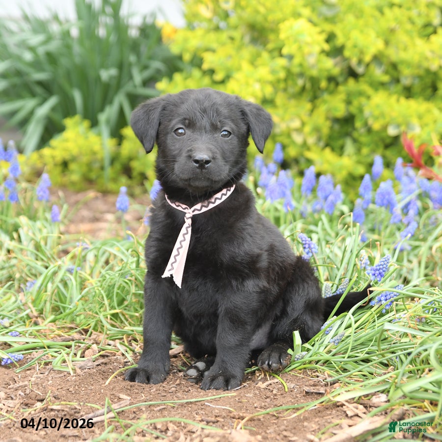 Mixed Breed dogs Cola - Ad 2