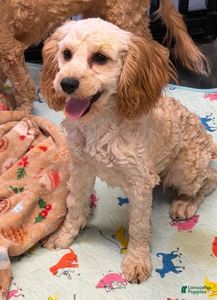 Cavapoo dogs Ross - Ad 24