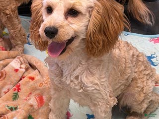 Cavapoo dogs Ross - Ad 40