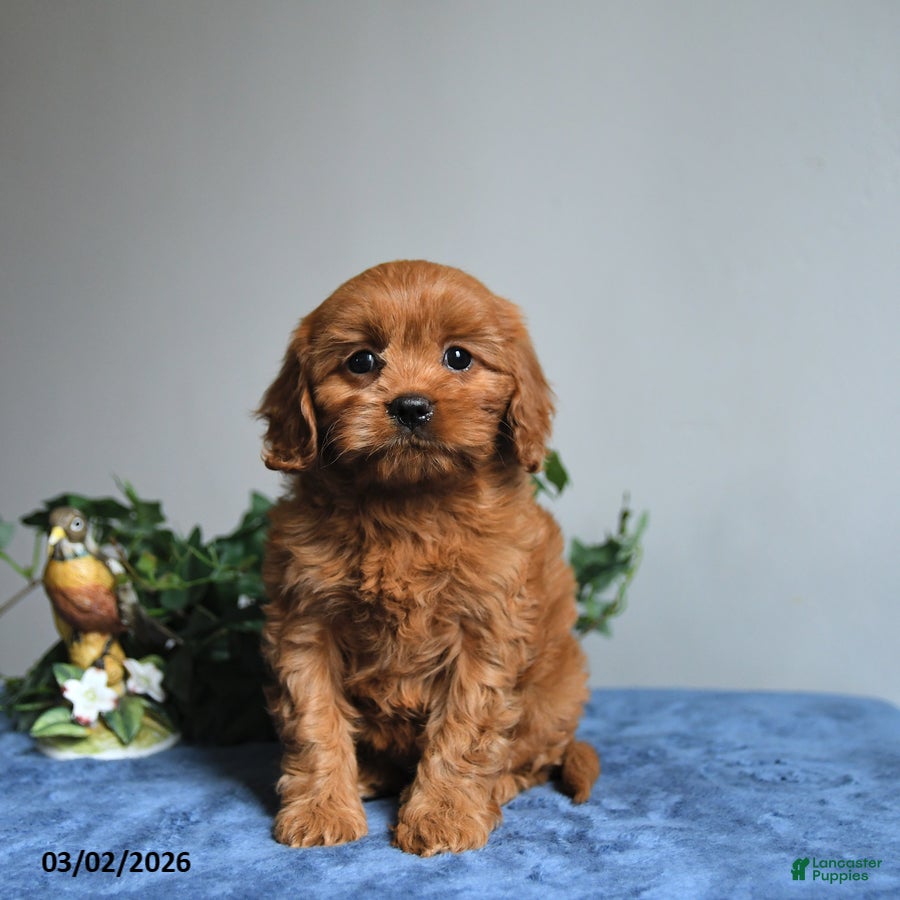 Cavapoo dogs Rose  - Ad 1
