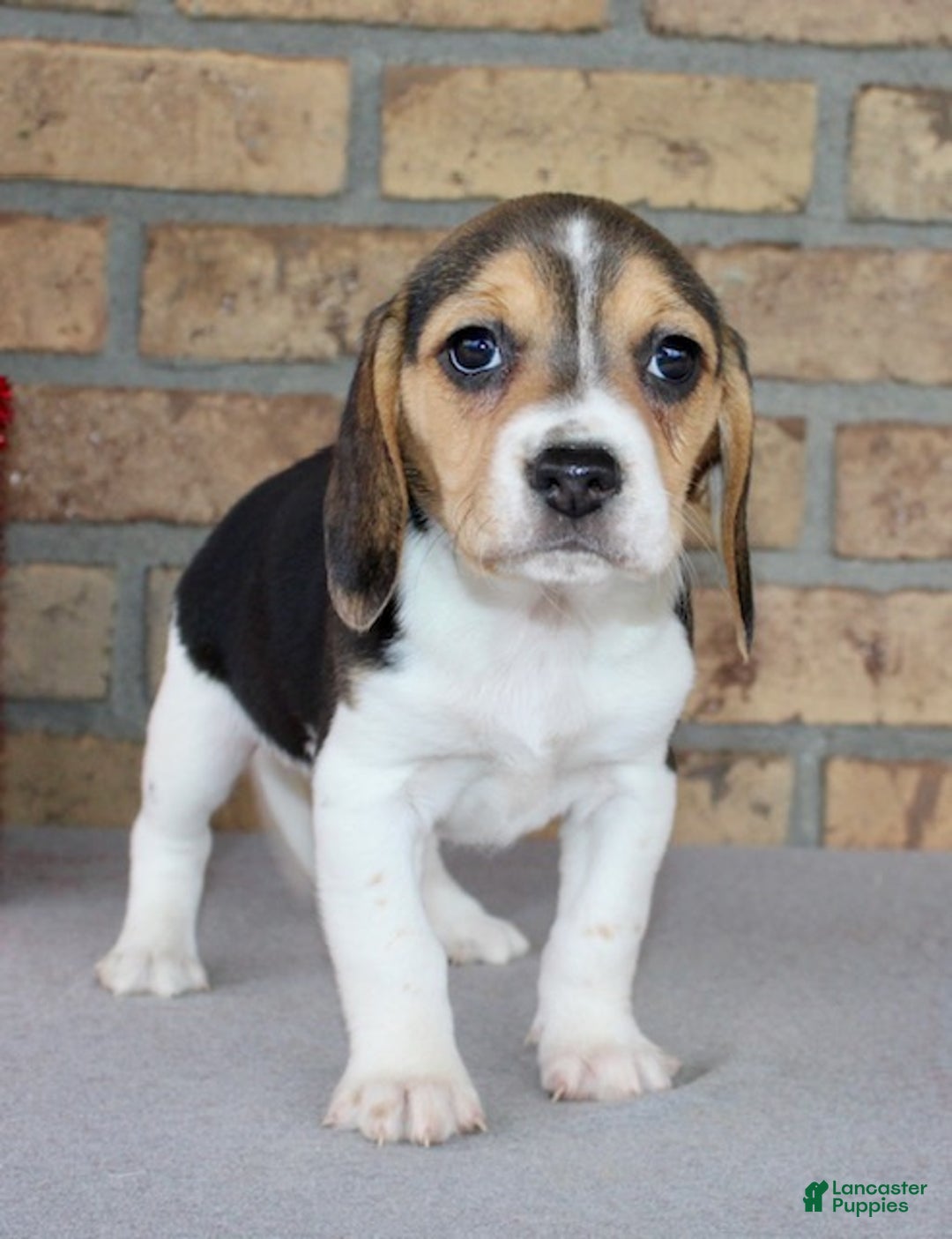 Beagle dogs for sale: Fannie - Ad 4