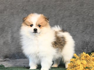Pomeranian dogs Fudge - Ad 11
