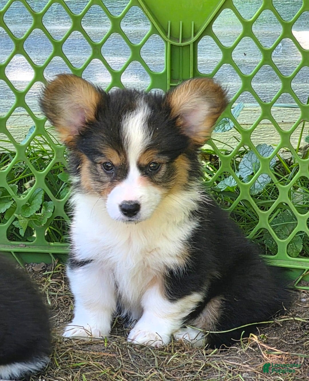 Welsh Corgi Pembroke dogs Muffin fluffy - Ad 1