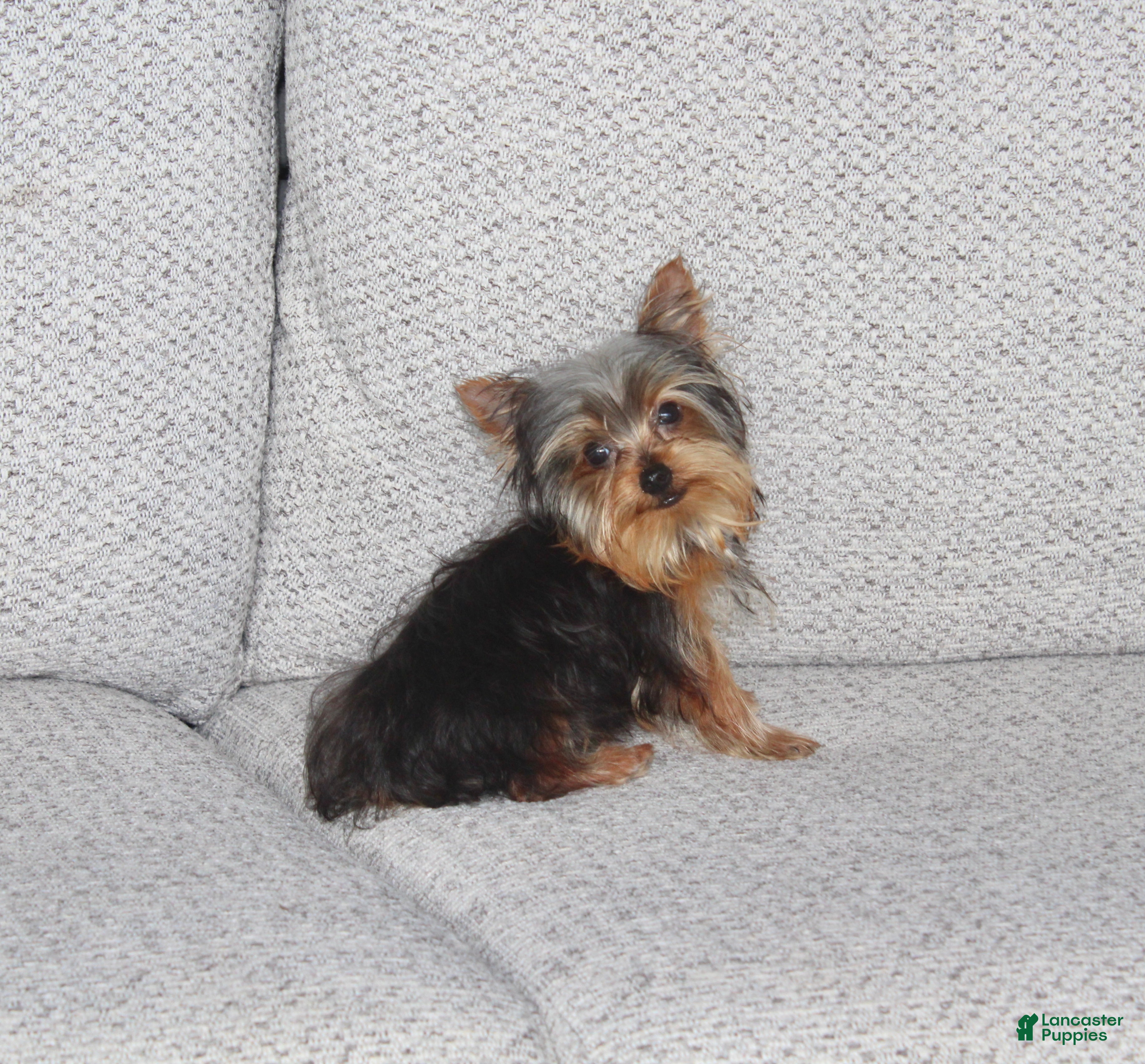 Yorkshire Terrier dogs Peanut - Ad 1