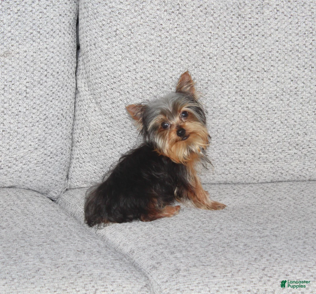 Yorkshire Terrier dogs for sale: Peanut - Ad 1