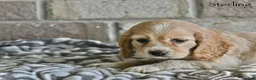 Cocker Spaniel dogs for sale: Sterling  - Ad 4