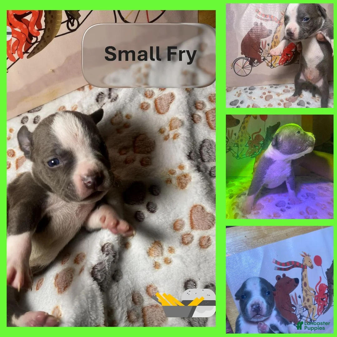 American Bully dogs for sale: Small Fry - Ad 1