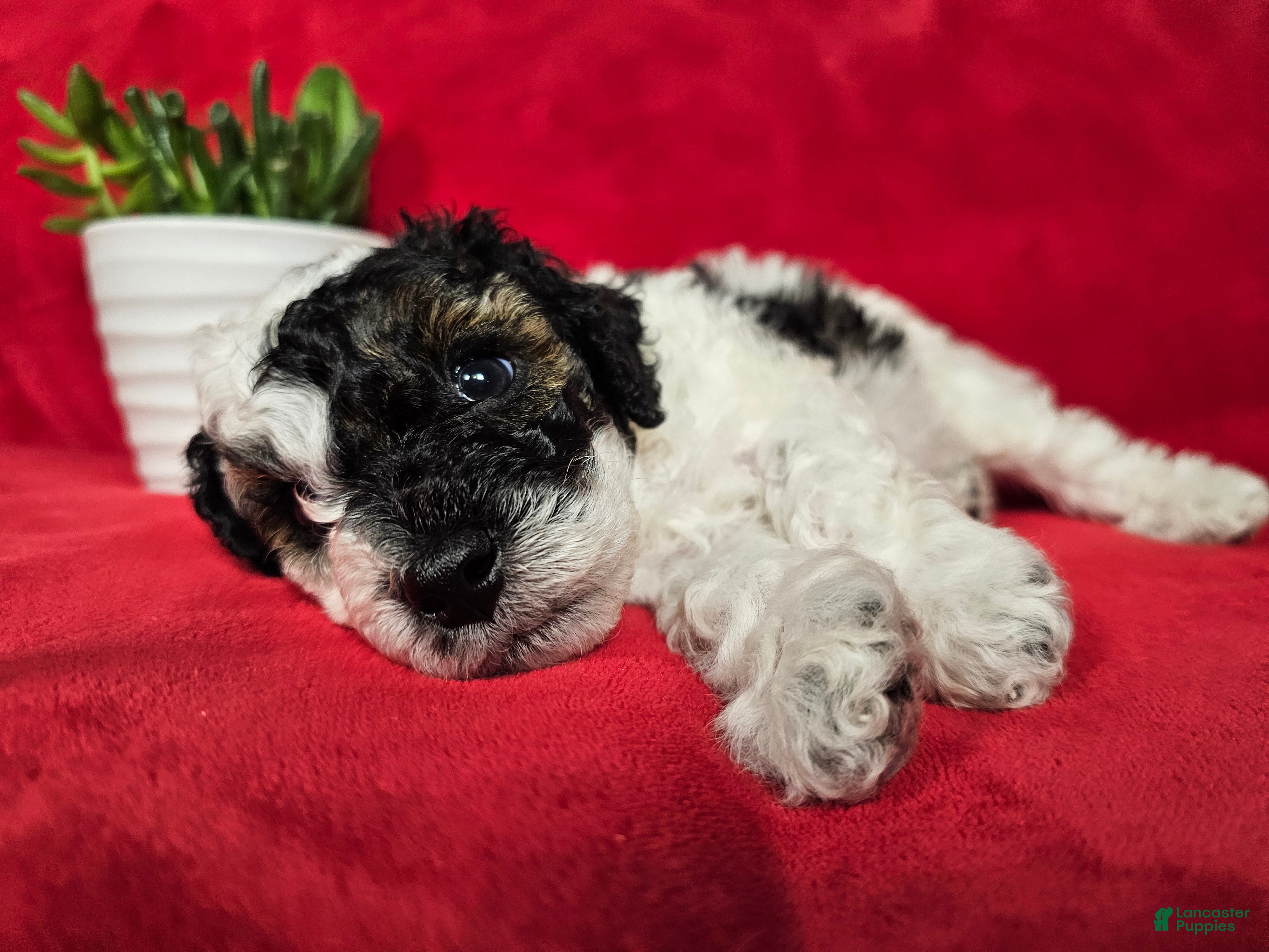 Mini Goldendoodle dogs Basil - Ad 2