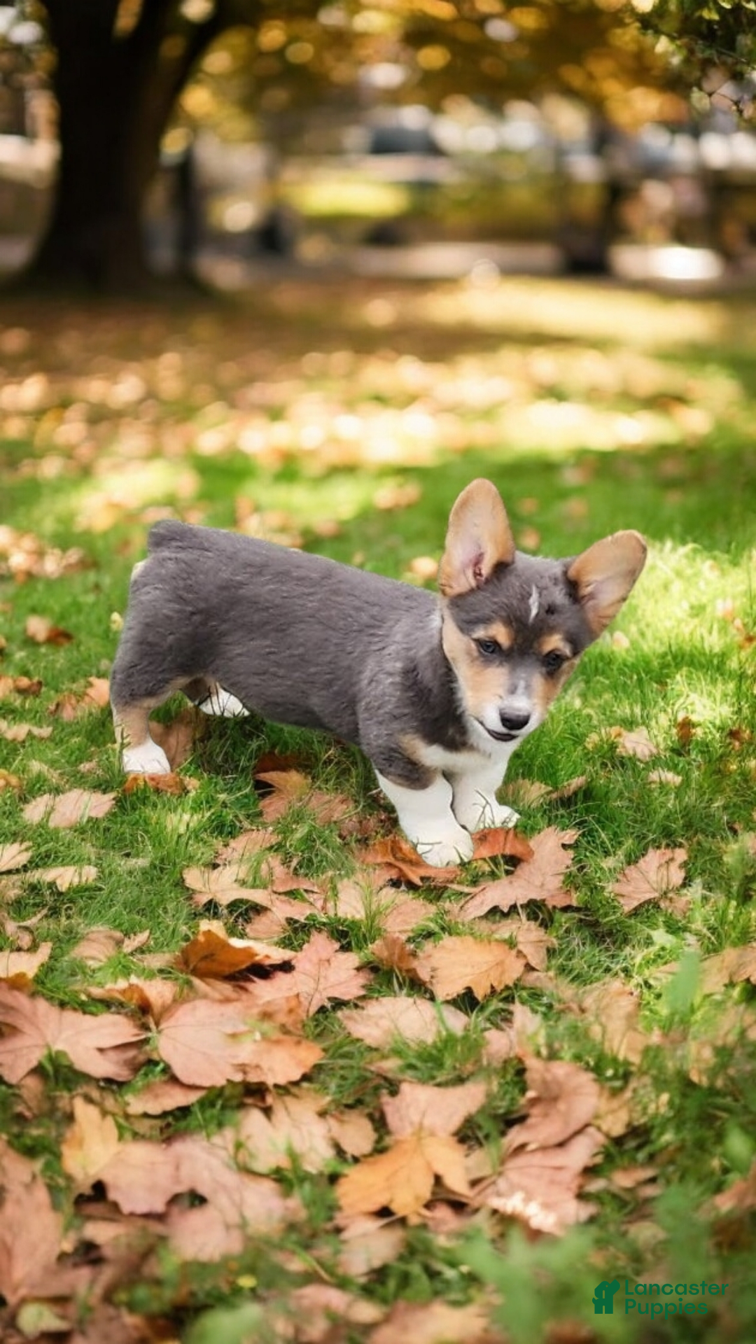 Welsh Corgi Pembroke dogs for sale: Abel Bluie - Ad 18