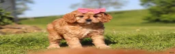 Cavapoo dogs for sale: Cocoa - Ad 7