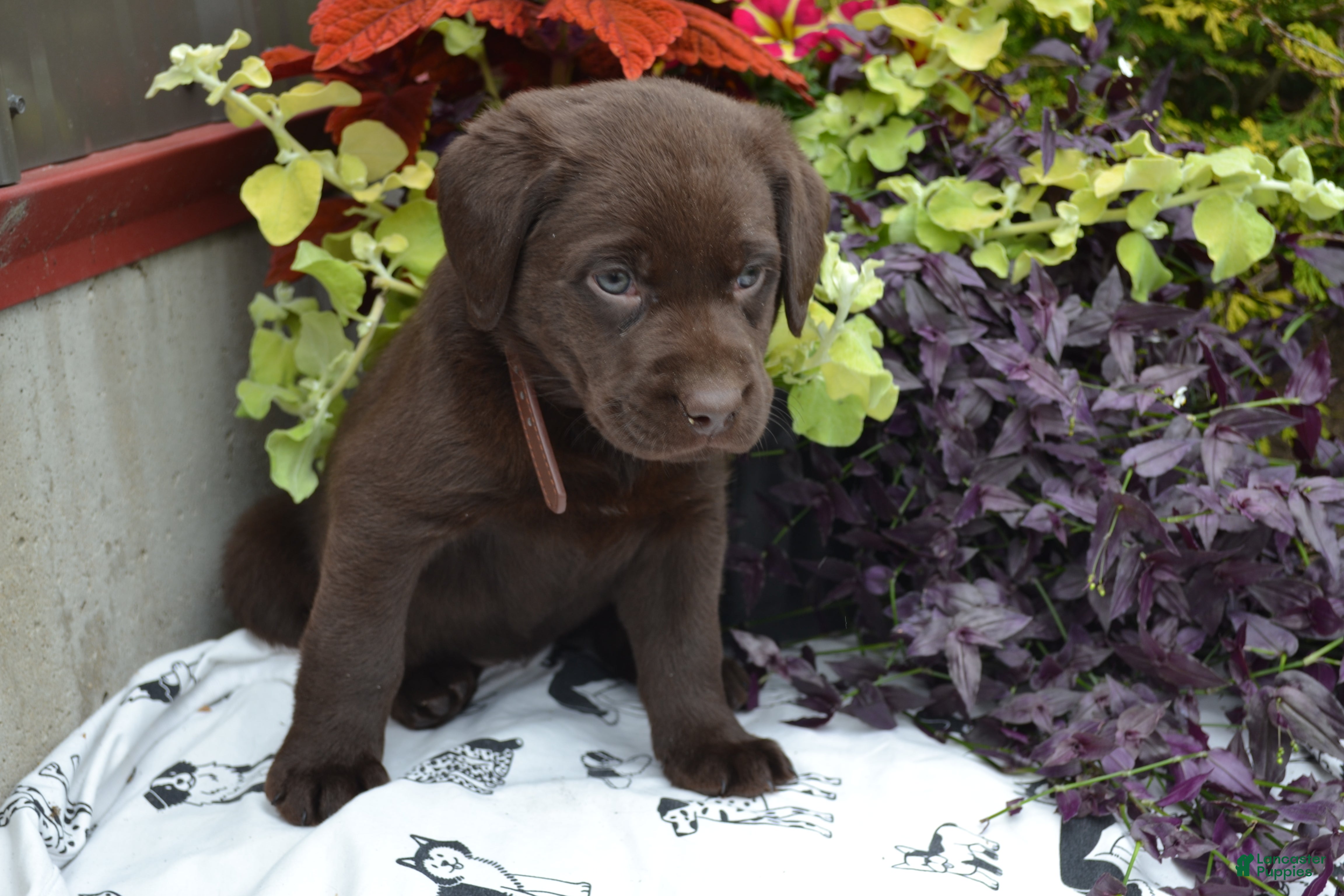 Labrador Retriever dogs Layna - Ad 1