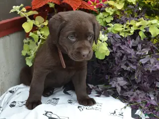 Labrador Retriever dogs for sale: Layna - Ad 4